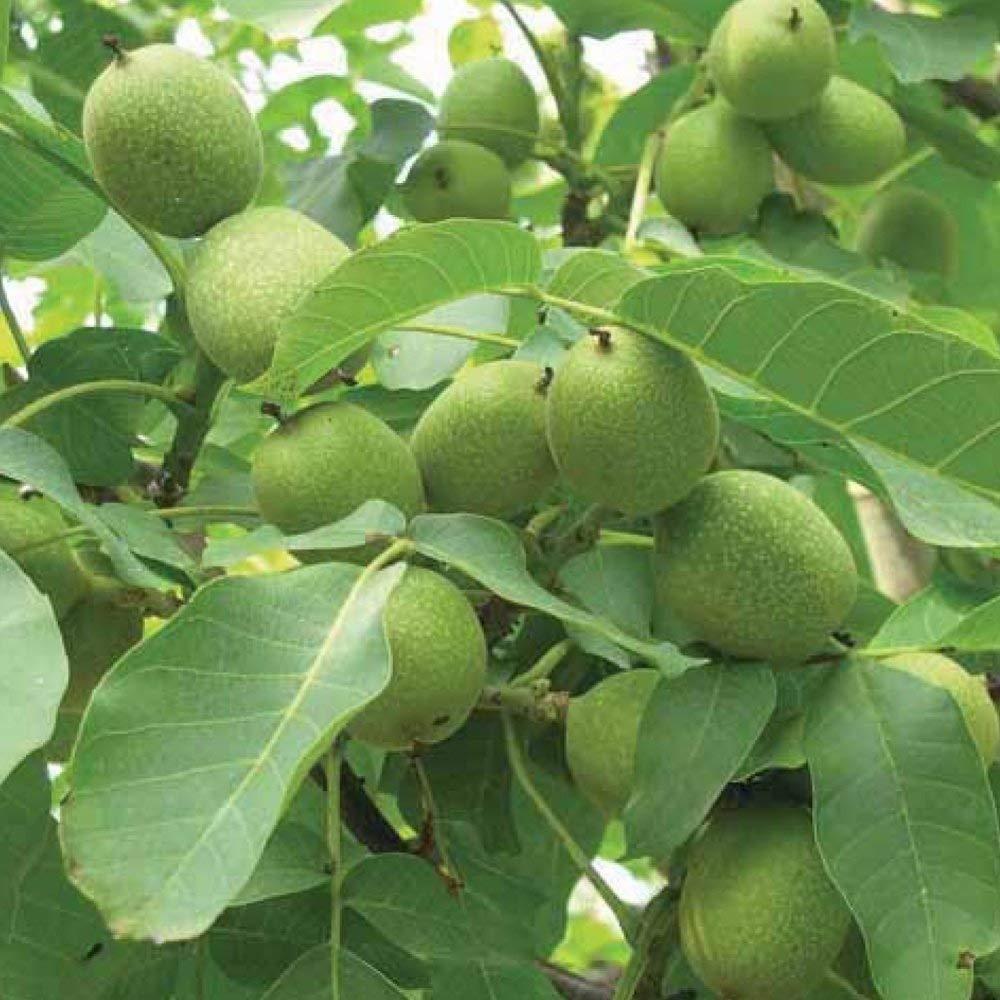 Franquette Walnut Sapling